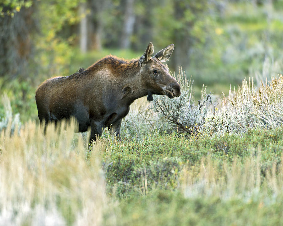Moose Calf Photograph by Gary Langley
