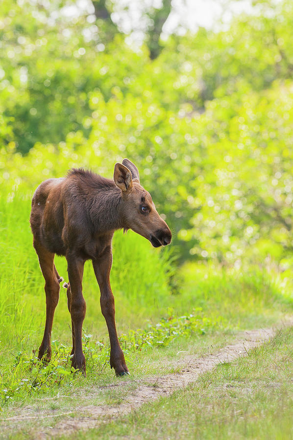 Moose Calf In Kincaid Park, Anchorage Photograph by Michael Jones
