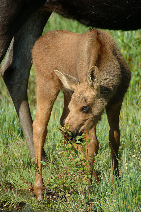 Moose Calf Photograph by Lee Kirchhevel