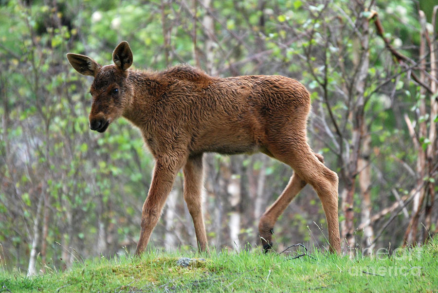 Moose Calf Photograph by Phil Banks