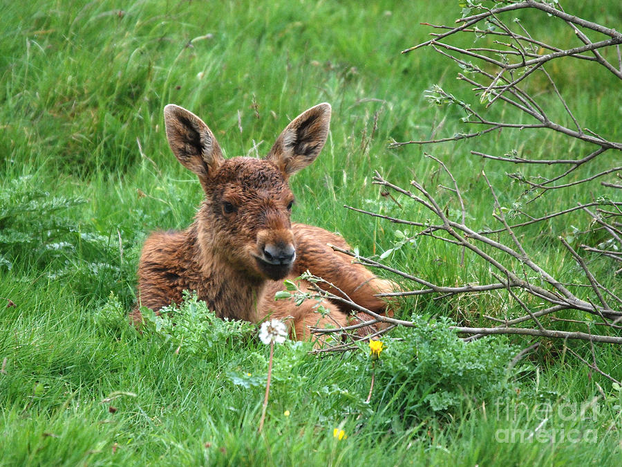Moose Calf under Willow Photograph by Phil Banks