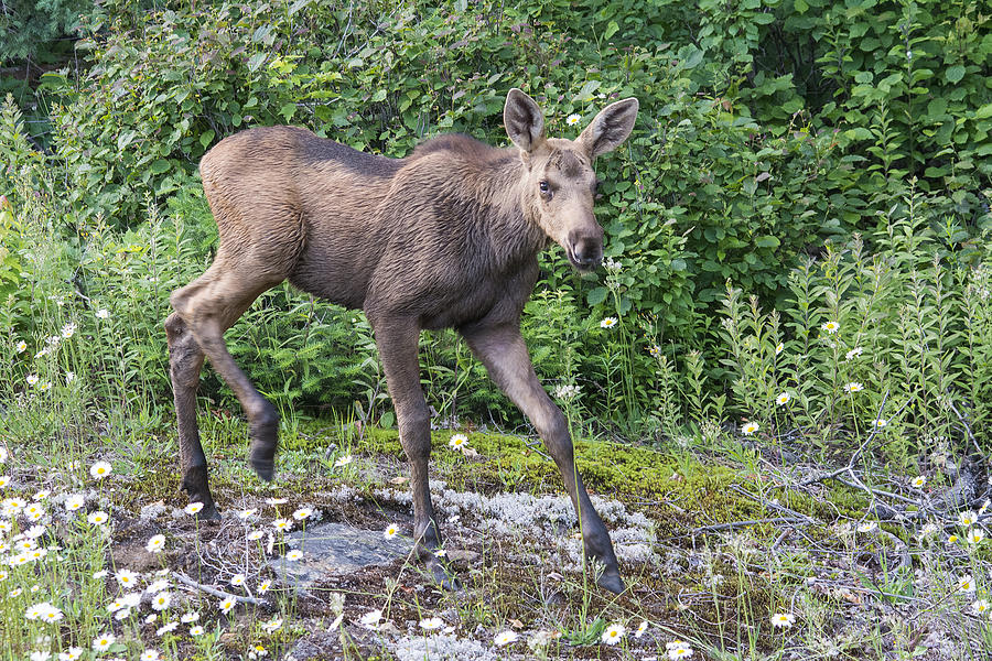 Moose Calf Photograph by Wade Aiken