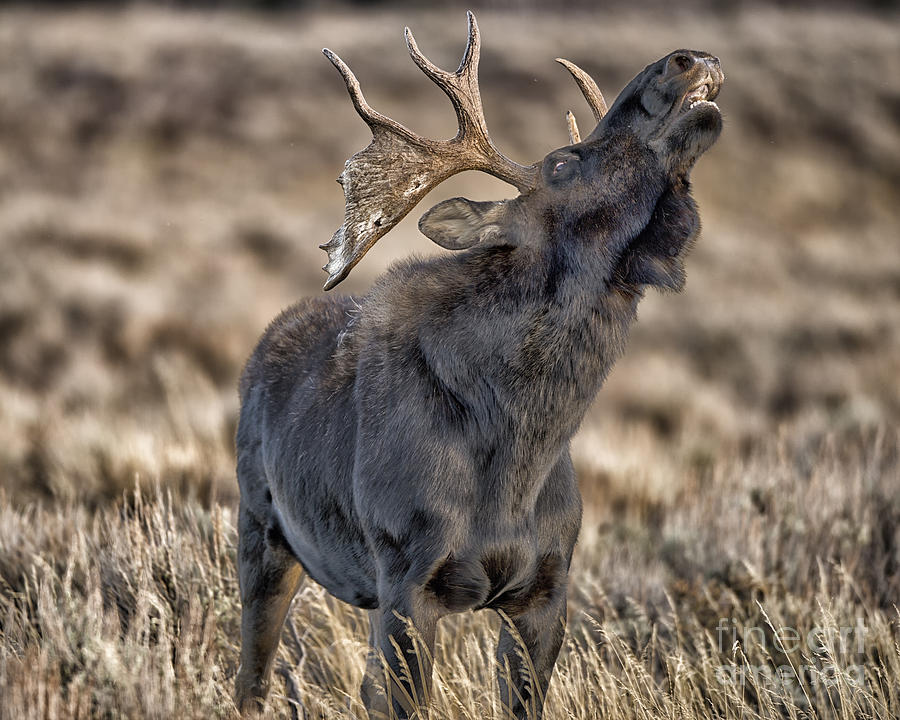 Moose Call Photograph by Donna T