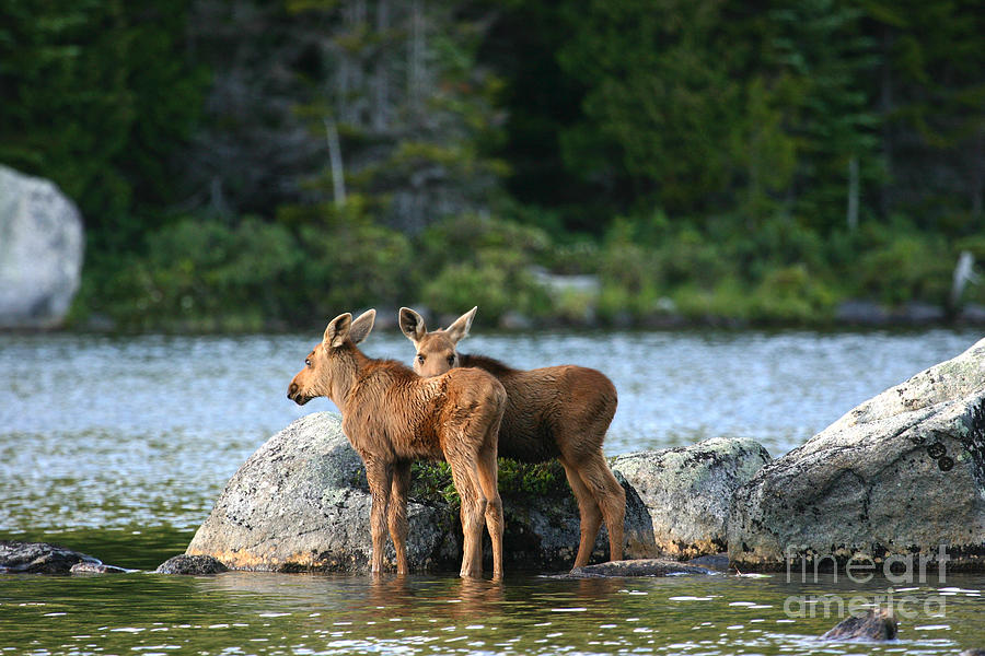 Moose Calves in Maine Photograph by Jeannette Hunt