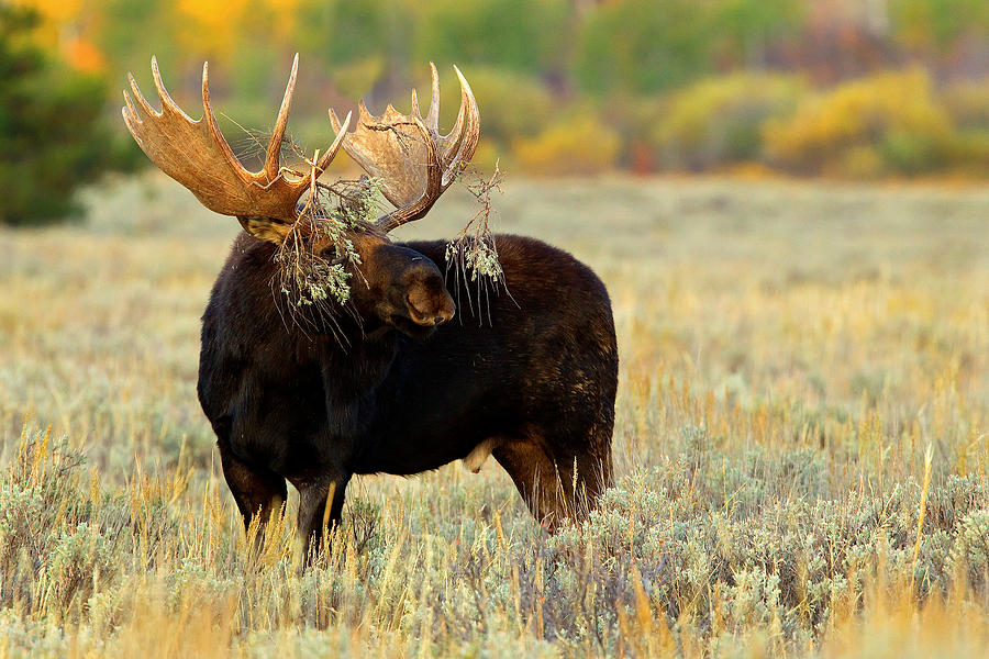 Moose Camo Photograph by Aaron Whittemore