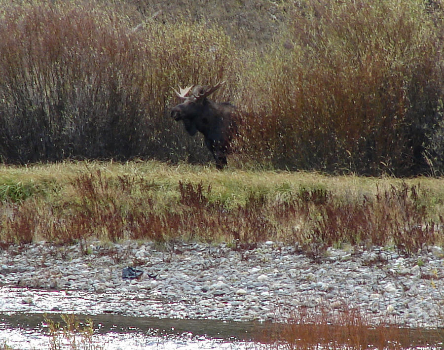 Moose Photograph by Carl Moore