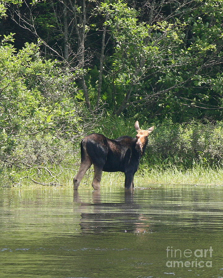 New Hampshire Grazing Cow Moose  Photograph by Neal Eslinger