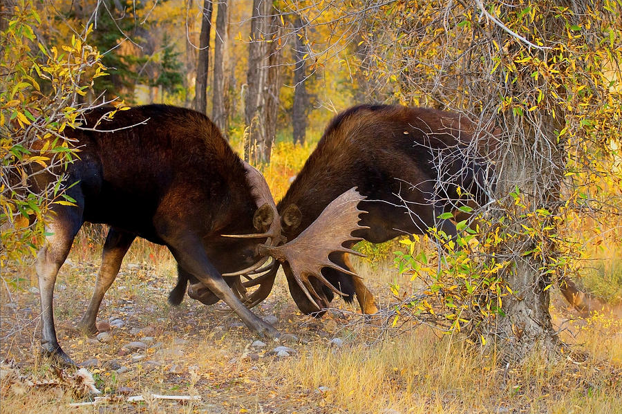 Moose Combat Photograph by Aaron Whittemore