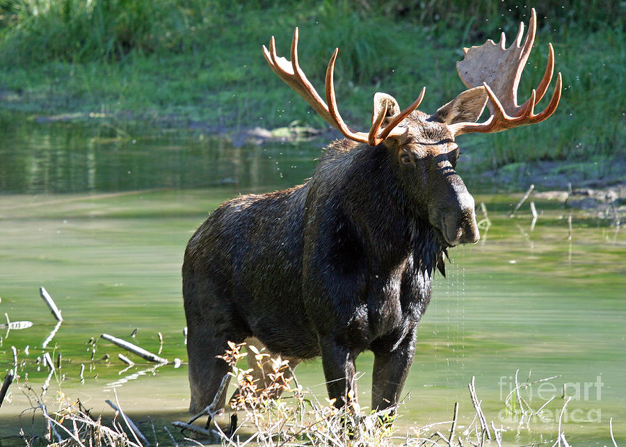 Moose Country Photograph by Bob Hislop