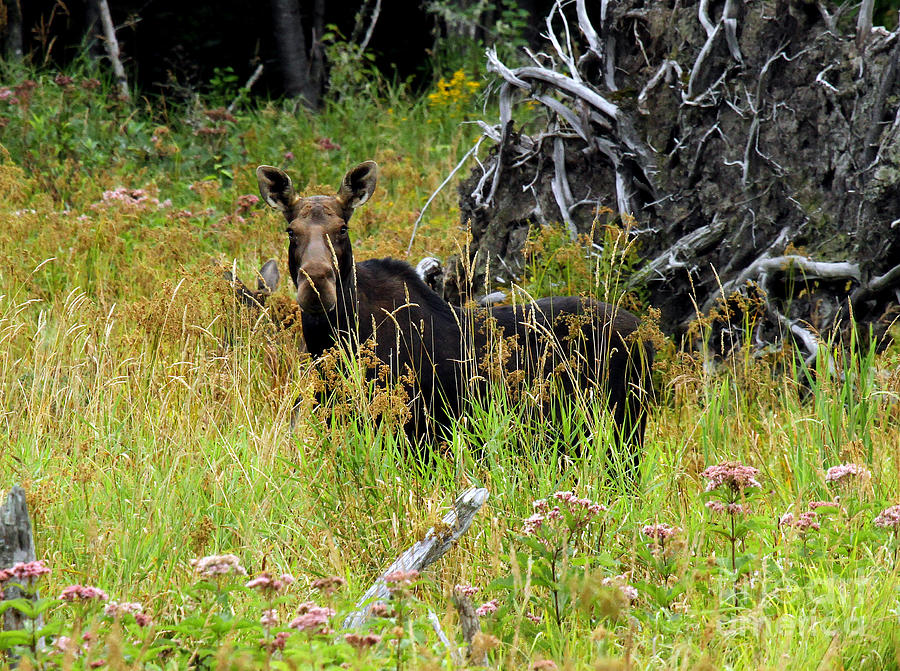 Moose Cow and Calf Photograph by Butch Lombardi