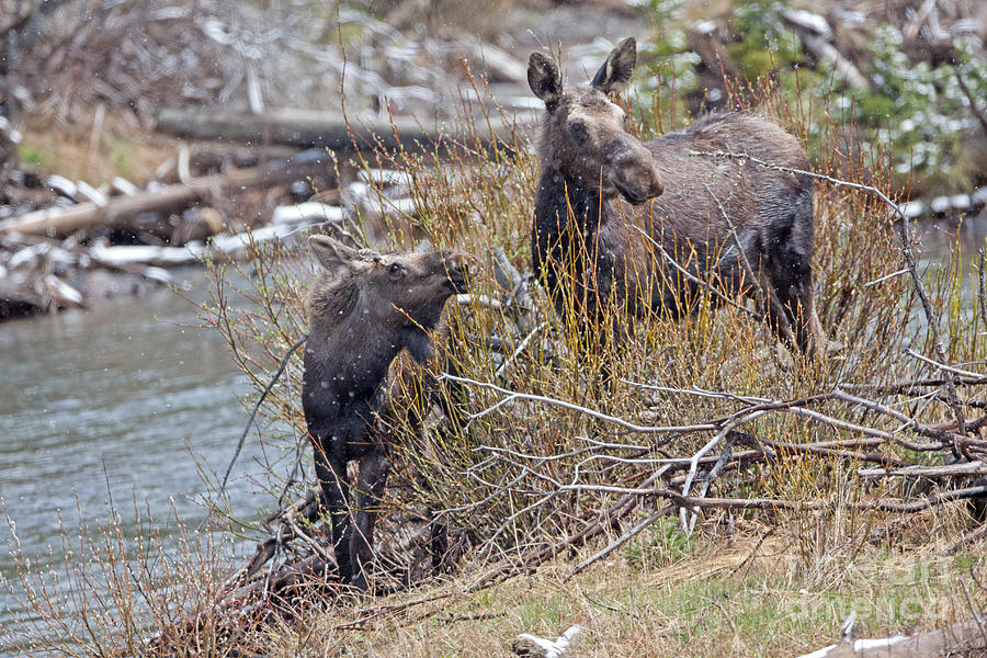 Moose Cow and Calf in Yellowstone National Park Photograph by Natural Focal Point Photography