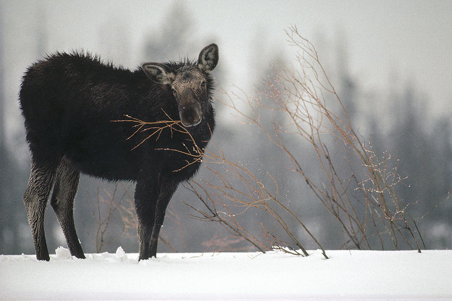 Moose Cow Feeding On Willow Idaho Photograph by Michael Quinton
