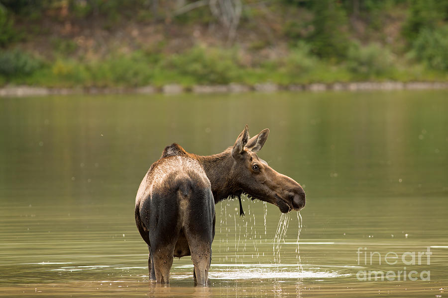 Moose Cow in Glacier National Park Photograph by Natural Focal Point Photography
