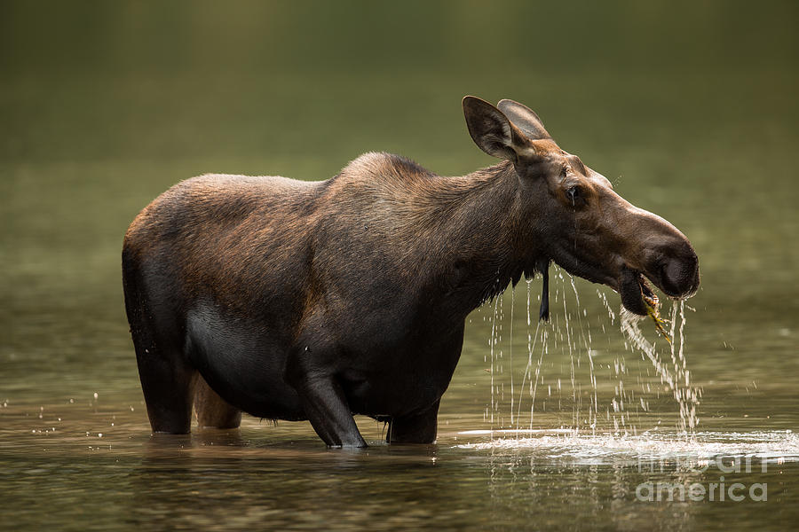 Moose Cow in Glacier NP Photograph by Natural Focal Point Photography