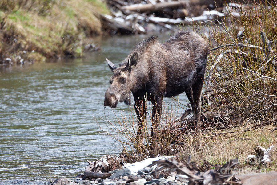 Moose Cow in Yellowstone National Park Photograph by Natural Focal Point Photography