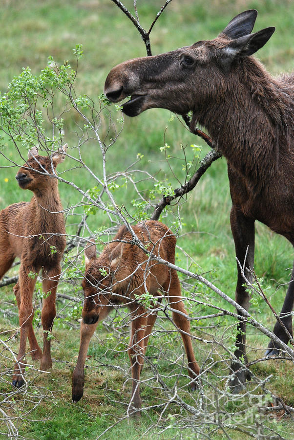 Moose cow with twin calves Photograph by Phil Banks