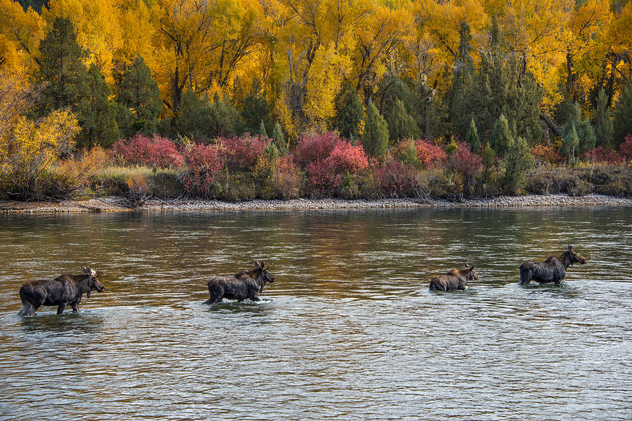 Moose Crossing 2 Photograph by Leland D Howard