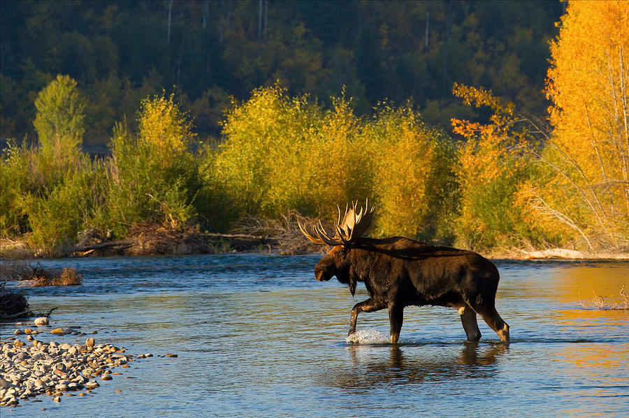Moose Crossing Photograph by Aaron Whittemore