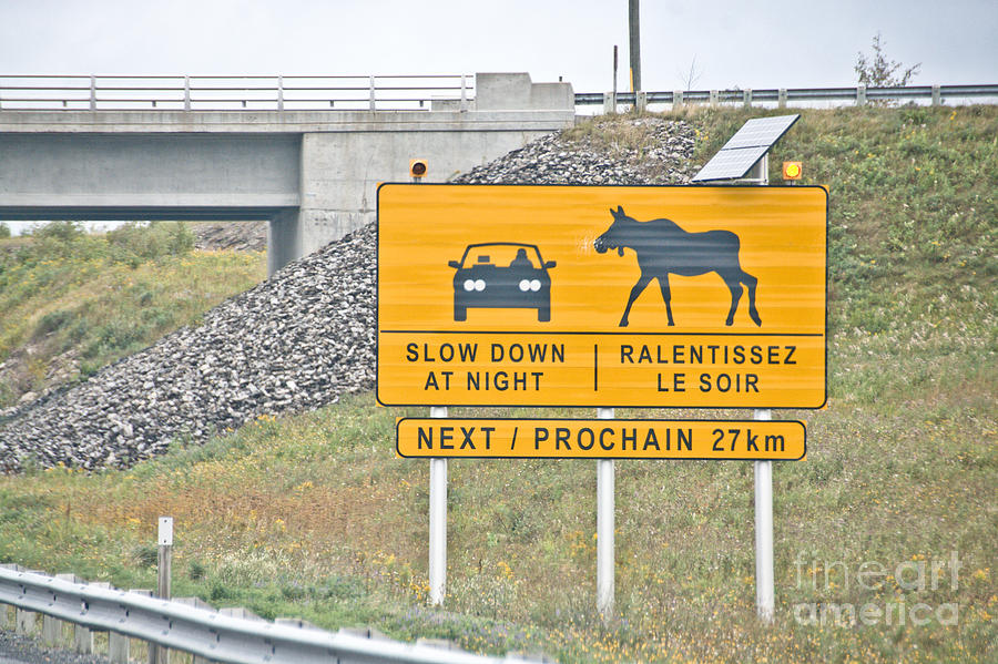 Moose Crossing Photograph by Cheryl Baxter