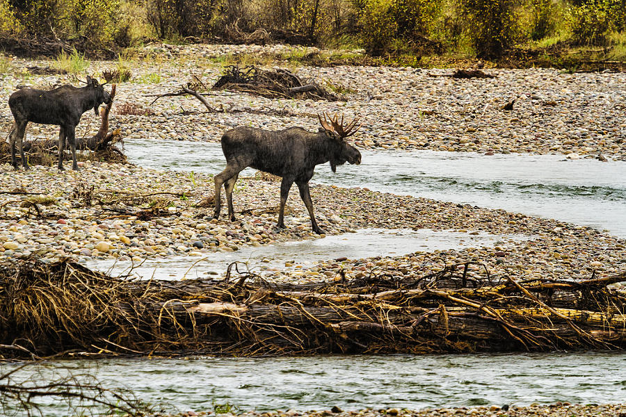 Moose Crossing River No. 1 - Grand Tetons Photograph by Belinda Greb