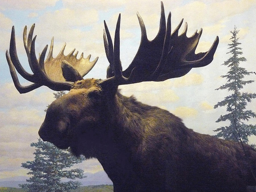 Moose Diorama Photograph by Mary Ann Leitch
