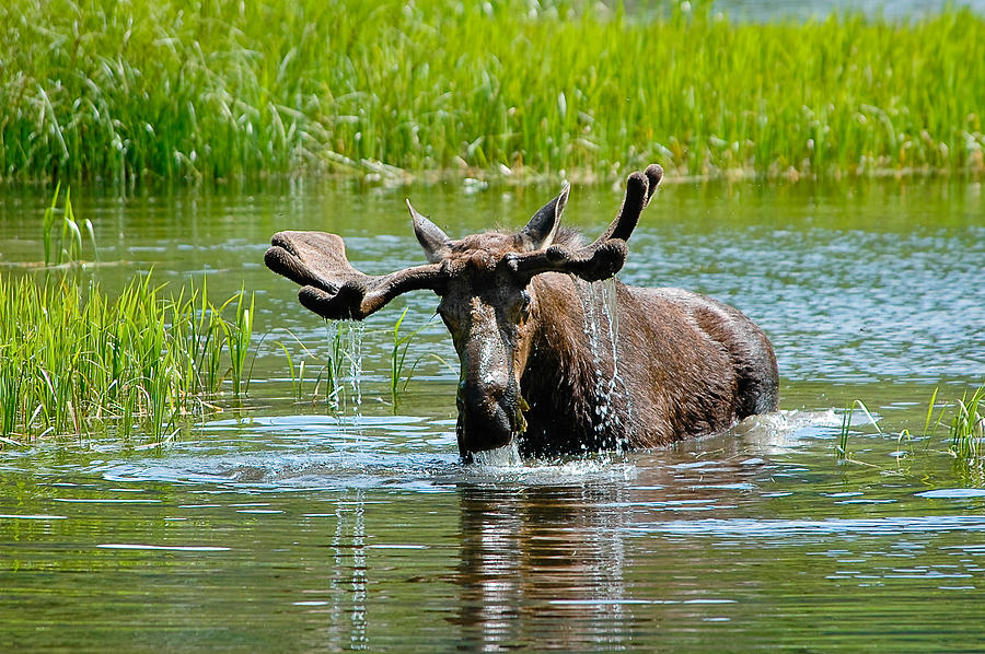 Alces Alces Photograph - Moose by Don and Bonnie Fink Alces Alces Photograph - Moose by Don and Bonnie Fink