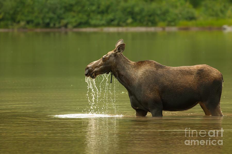 Moose Drool Photograph by Natural Focal Point Photography