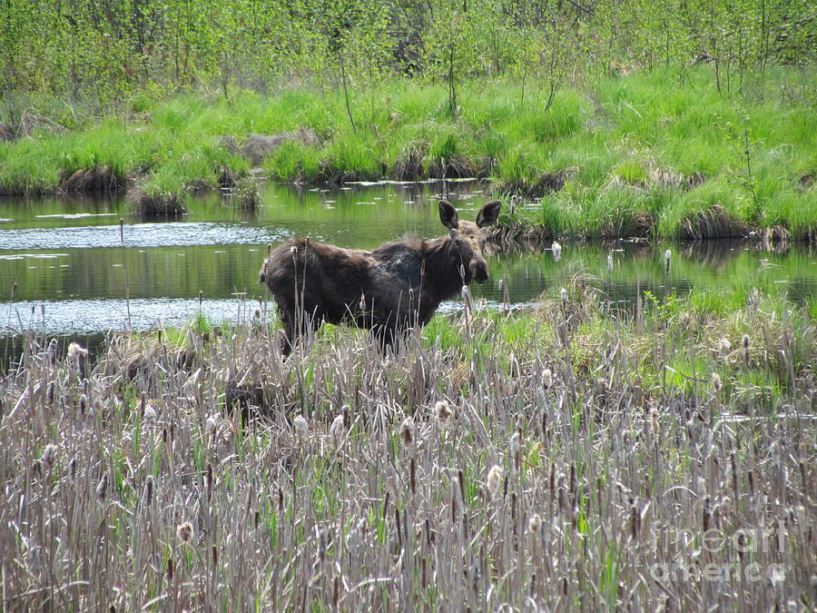 Moose Ears Photograph by DeNise DePencier - Pixels