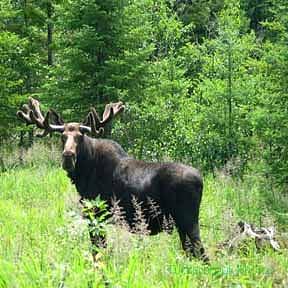 Moose Photograph by Ellen Edersheim - Fine Art America