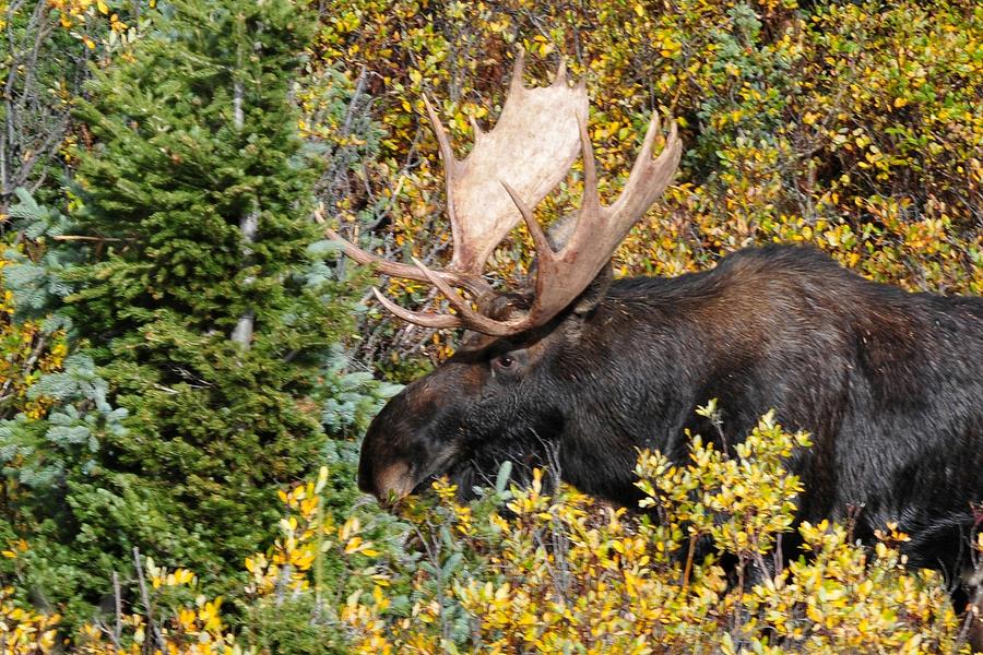 Moose Emerging from the Forest Photograph by Marilyn Burton