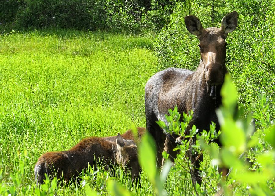 Moose Family 1 Photograph by Nina Donner | Fine Art America