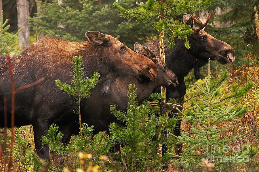 Moose Family At The Shredded Pine Photograph by Stanza Widen