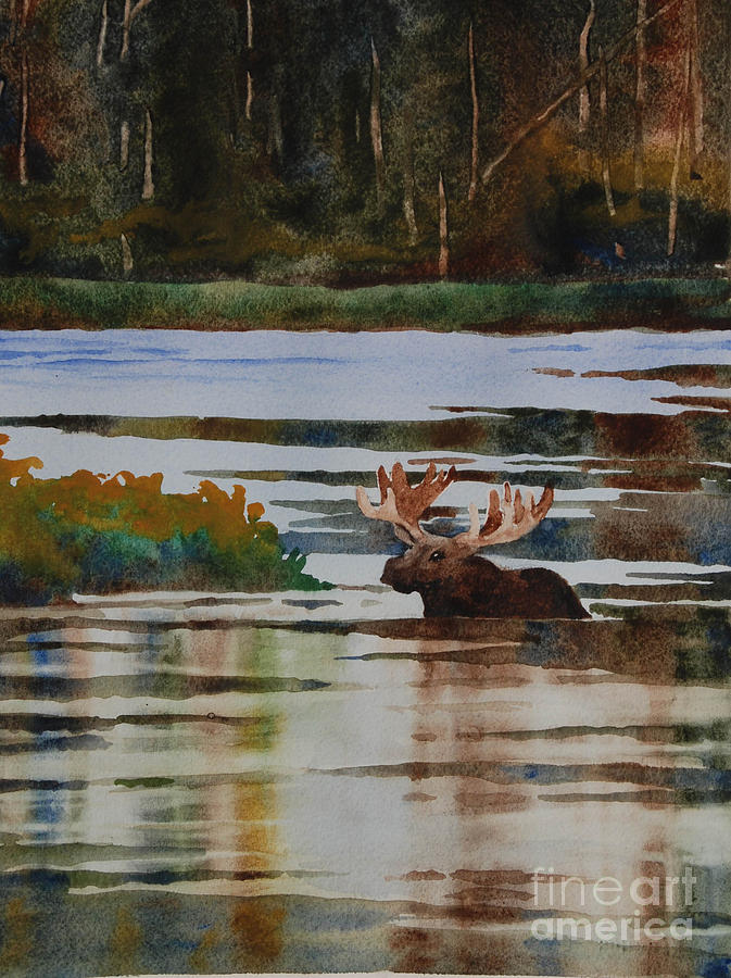 Moose feeding  Painting by Heidi E Nelson