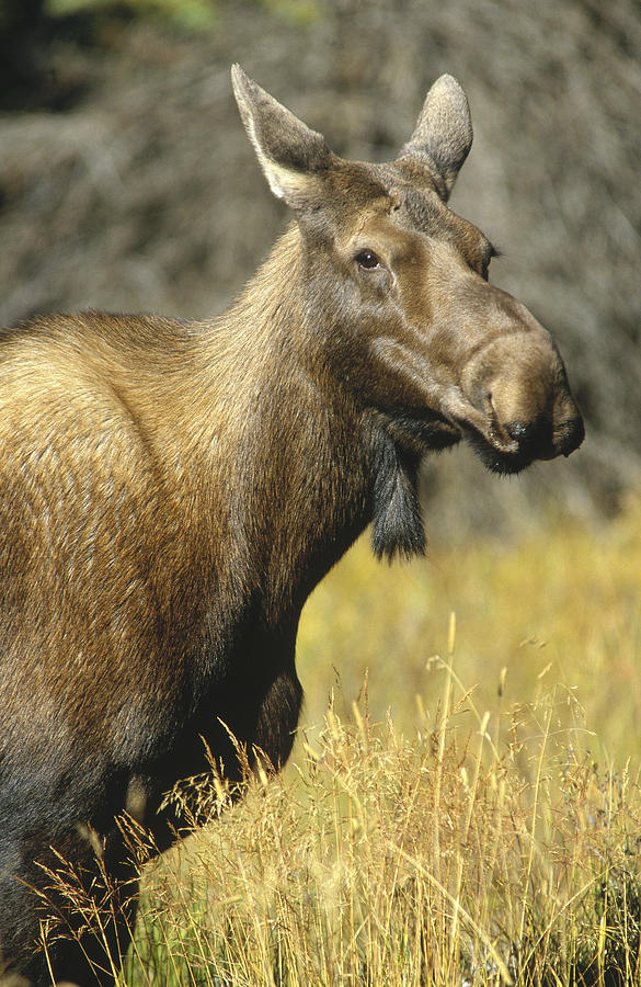 Moose Female North America Photograph by Tim Fitzharris