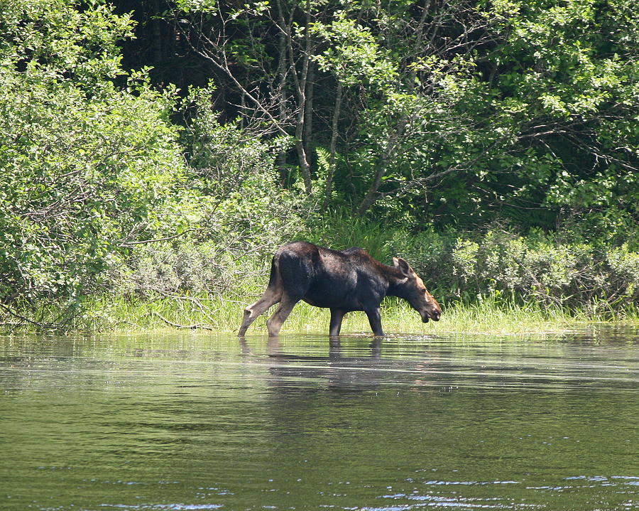 Moose Photograph - Moose Foraging  by Neal Eslinger