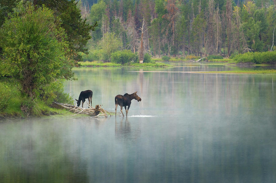 Moose, Grand Teton National Park Wyoming Photograph by Alan Majchrowicz