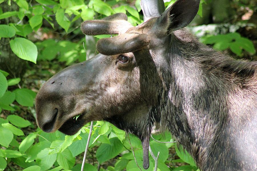 Moose having a snack  by Wayne Toutaint