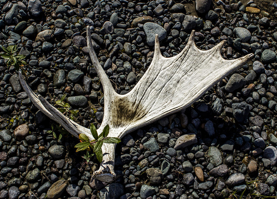 Moose Horn 2 Photograph by Fred Denner