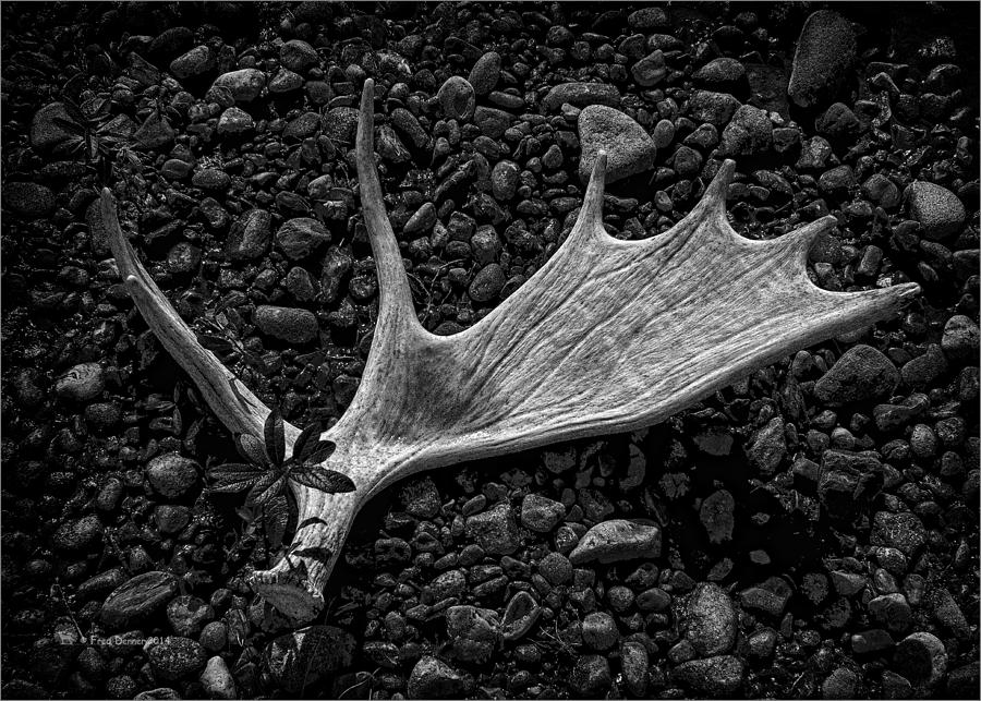 Moose Horn Photograph by Fred Denner