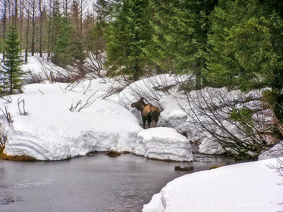 Moose in Alaska Photograph by Amanda Smith