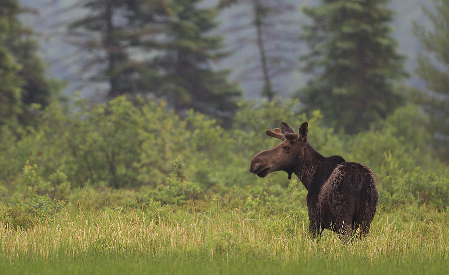 Moose in Algonquin Park Photograph by Jim Cumming