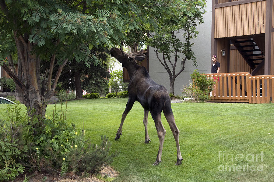 Moose In Backyard Photograph by Mark Newman