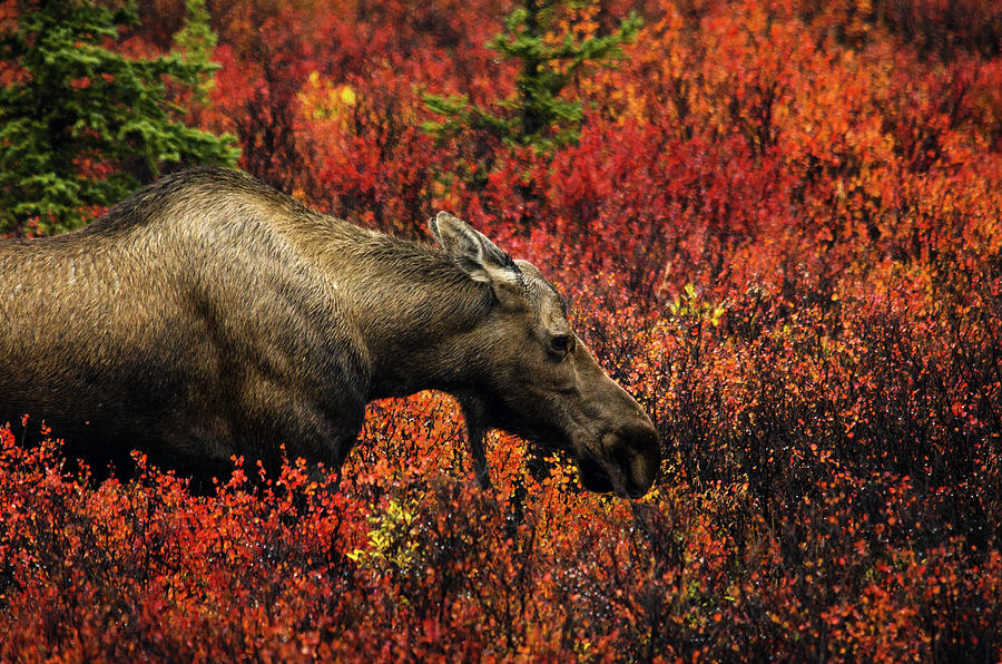 Moose In Denali Photograph by Naphat Photography