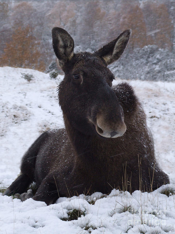 Moose in snow Photograph by Phil Banks