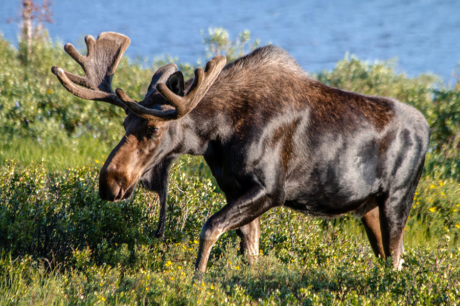 Moose in Summer Velvet Photograph by Teri Virbickis