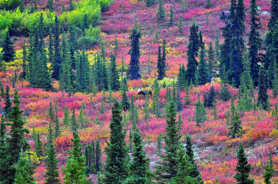 Moose in the Colorful Brush - Denali National Park - Alaska Photograph by Bruce Friedman