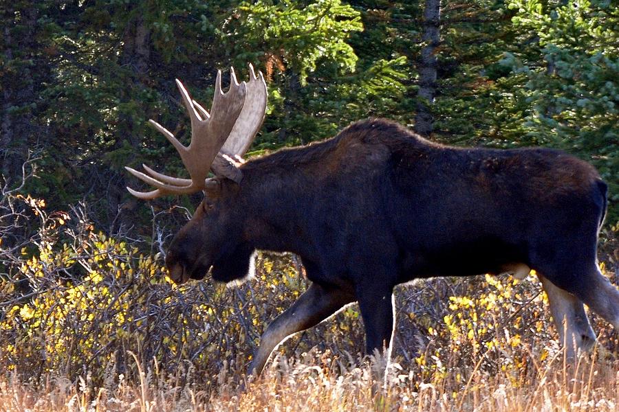 Moose in the Forest Photograph by Marilyn Burton
