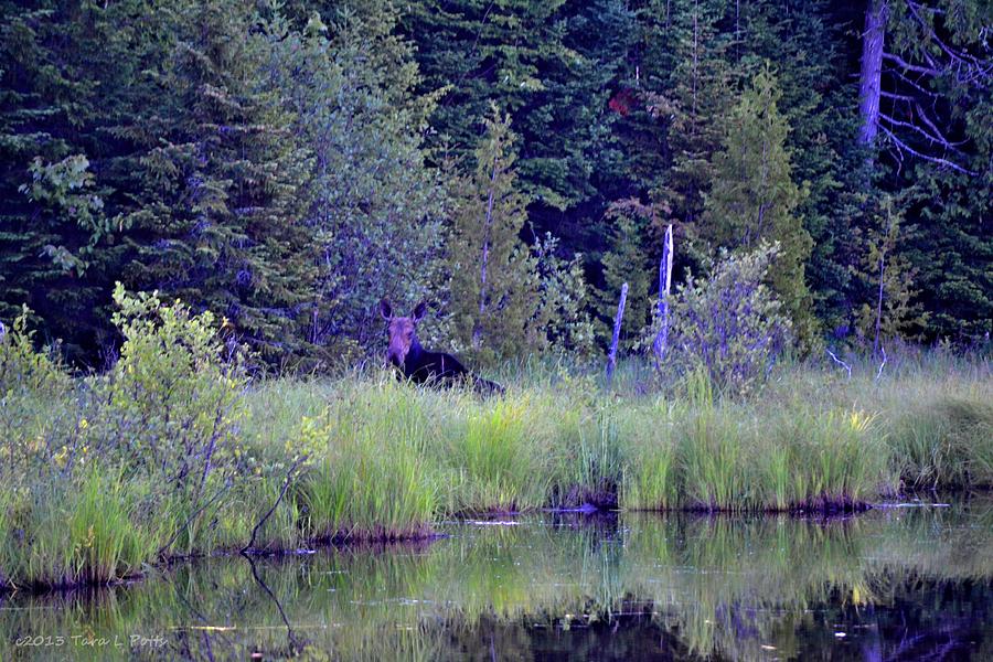 Moose in the Marsh Photograph by Tara Potts