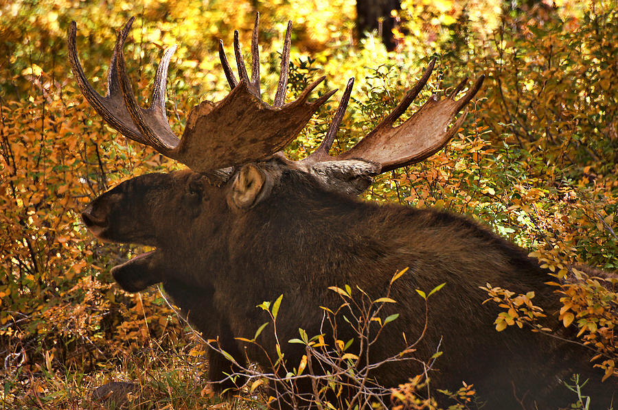 Moose in the Meadow Photograph by Leda Robertson