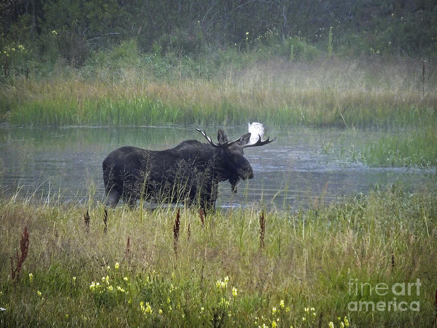 Moose Photograph - Moose In The Mist by David Pettit